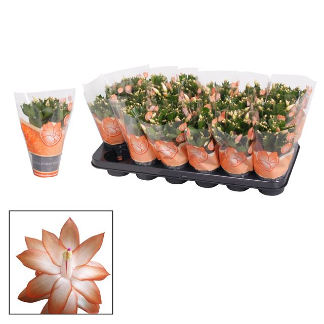 Picture of Schlumbergera - 9 cm - orange (christa)