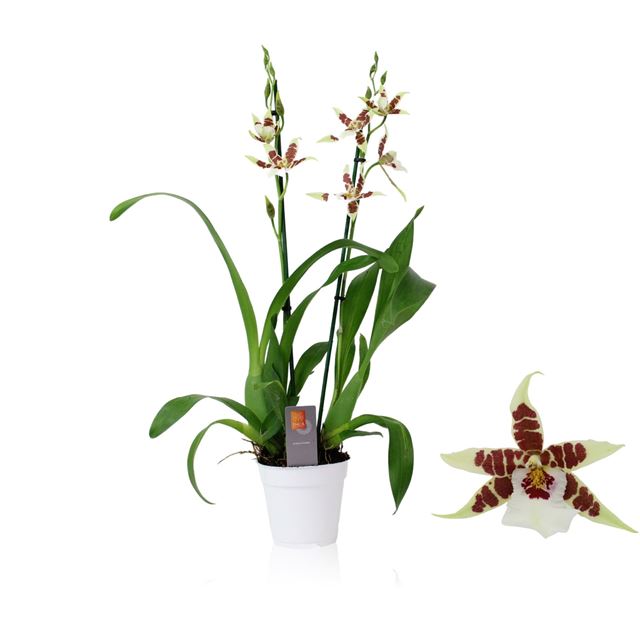 Picture of CAMBRIA 02-STEM RENAISSANCE 