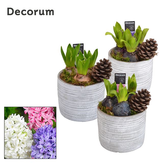 Picture of HYACINTHUS 03BULBS IN STONE POT