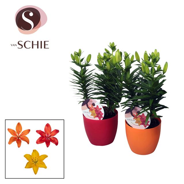 Picture of Lilium asiatic 03pp mix in decopot