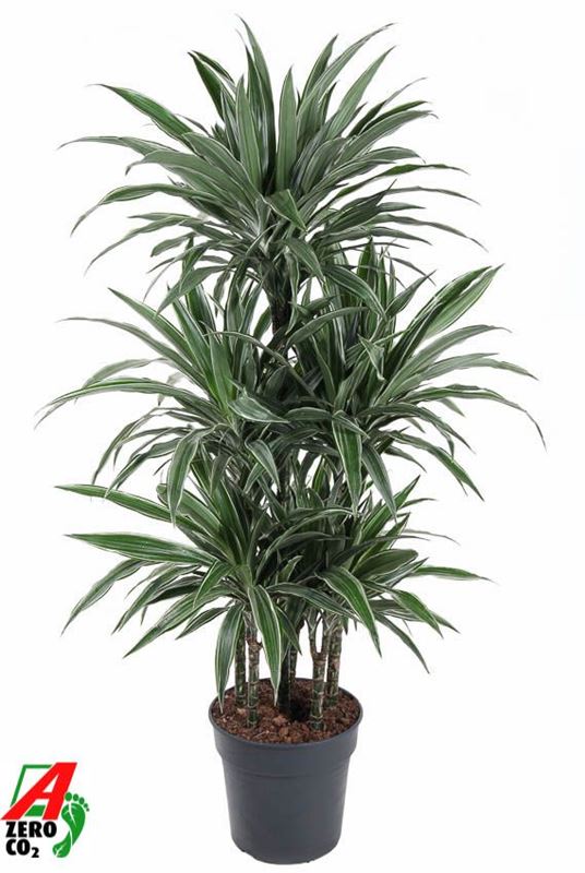 Picture of Dracaena warneckei carrousel  90