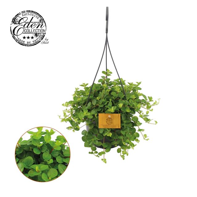 Picture of Peperomia rotundifolia in hanging basket