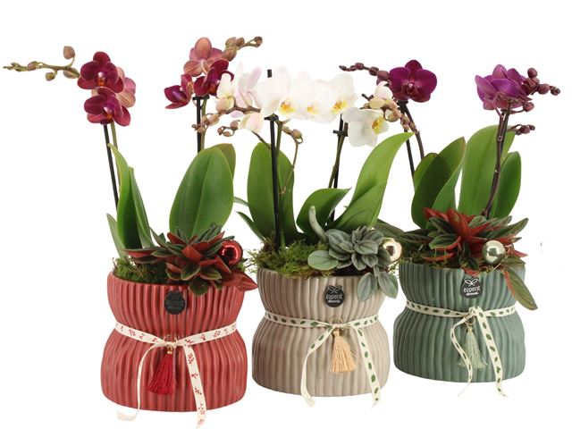 Picture of X-MAS ARRANGEMENT IN CERAMIC