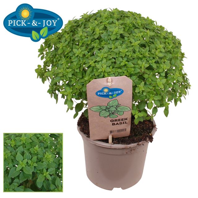 Picture of Ocimum basilicum - greek basil bush