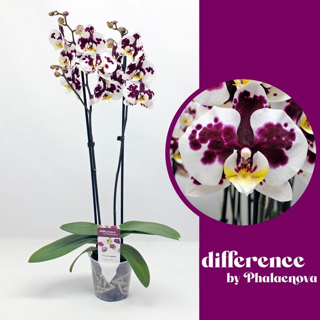 Picture of PHALAENOPSIS 02-STEM MELISA