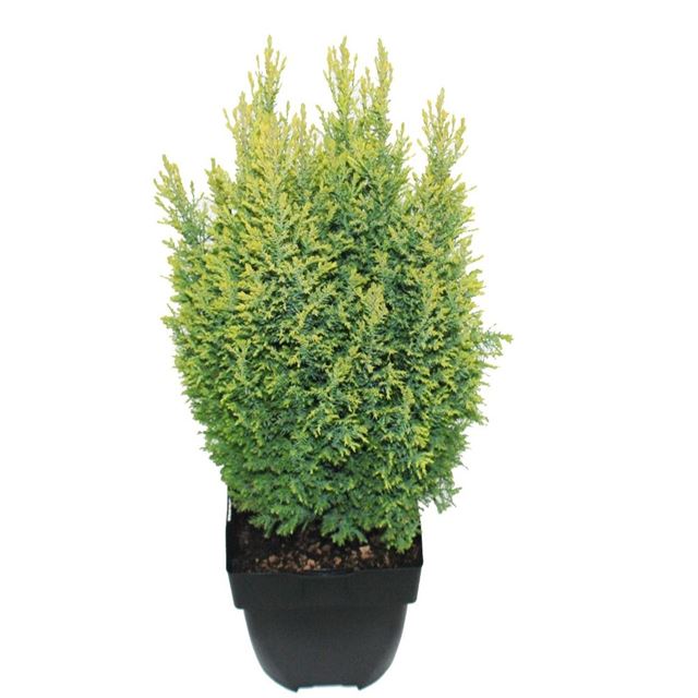 Picture of CHAMAECYPARIS LAWSONIANA ELLWOOD'S GOLD