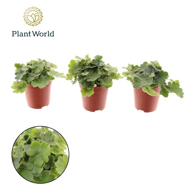 Picture of Doryopteris cordata