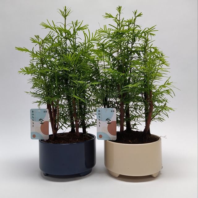 Picture of Metasequoia bonsai forest in ceramic