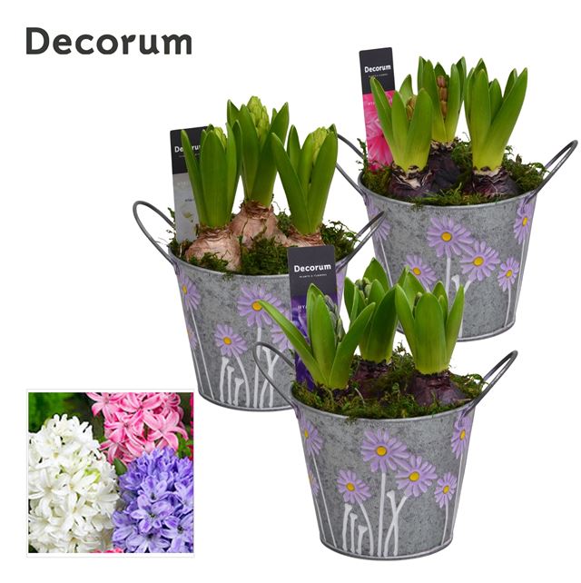 Picture of Hyacinthus 03bulbs zinc bucket maxi