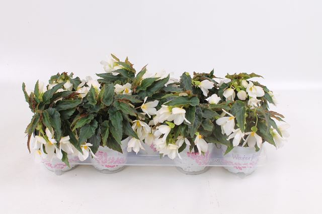 Picture of BEGONIA BOLIVIENSIS BEAUVILIA WHITE