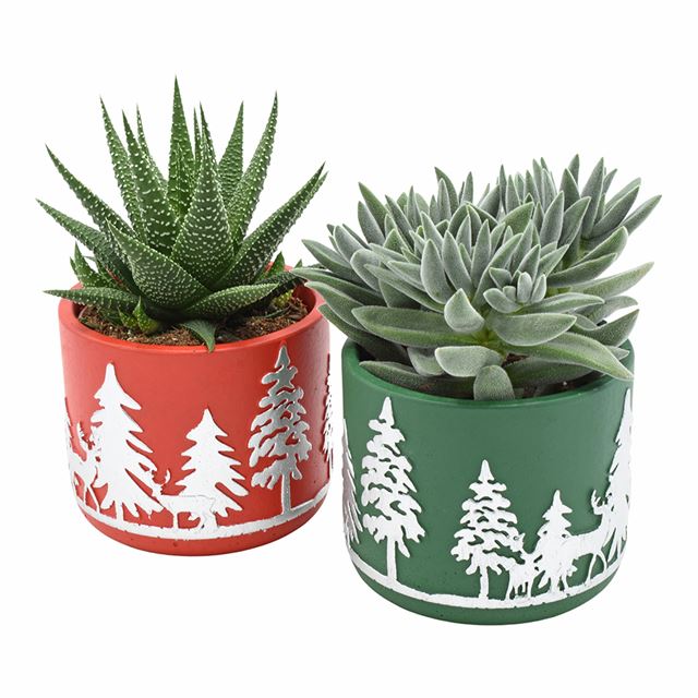 Picture of SUCCULENT IN CHRISTMAS CERAMIC