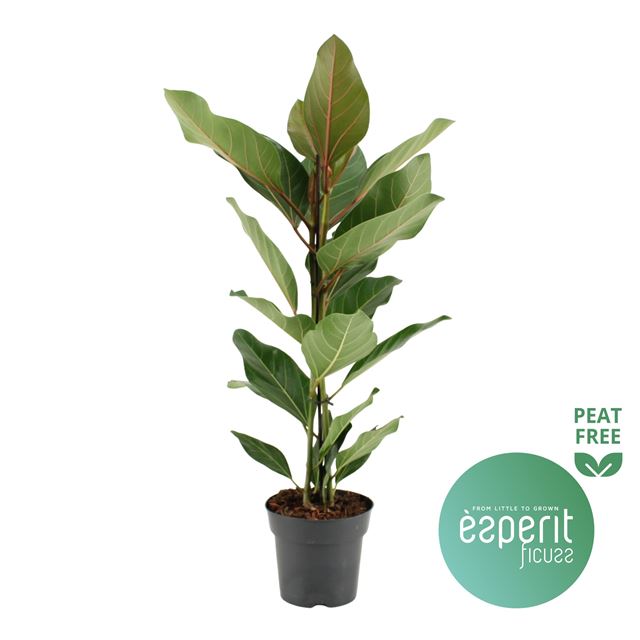 Picture of FICUS BENGHALENSIS JOY