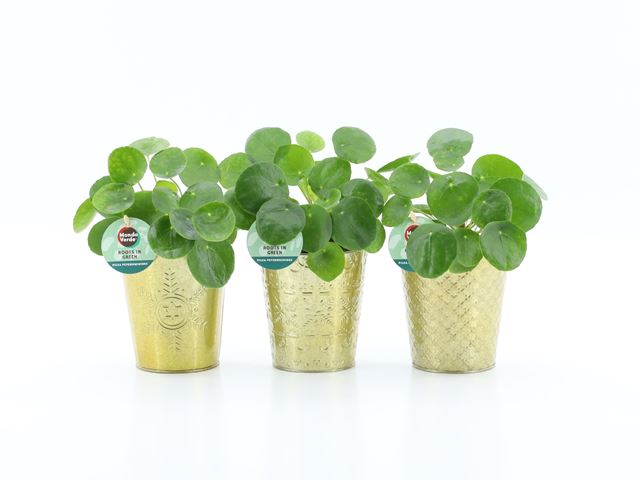 Picture of PILEA PEPEROMIOIDES IN GOLDEN CERAMIC