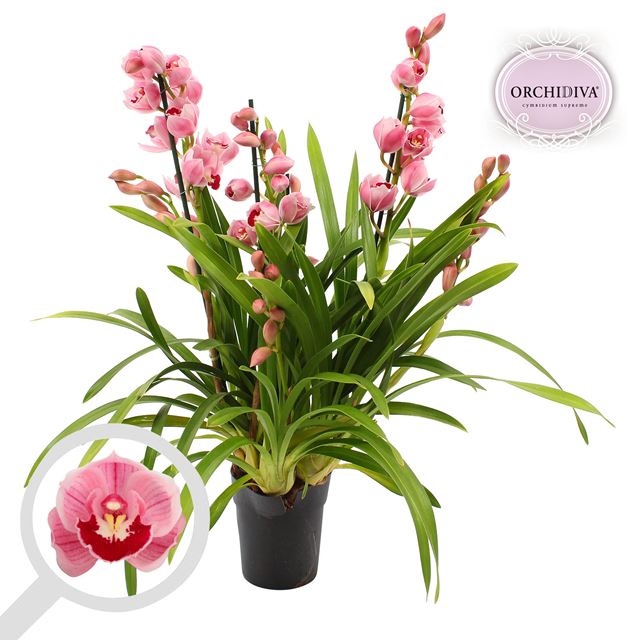 Picture of CYMBIDIUM 03-STEM LIGHT PINK
