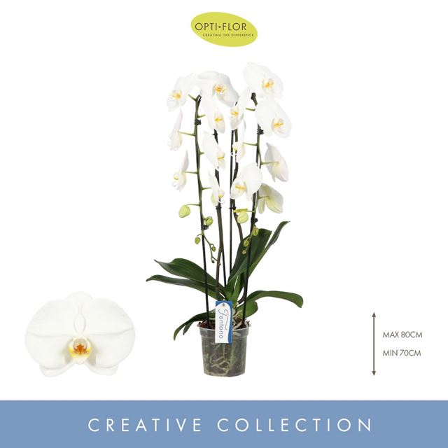 Picture of Phalaenopsis 02-stem fontano wealth