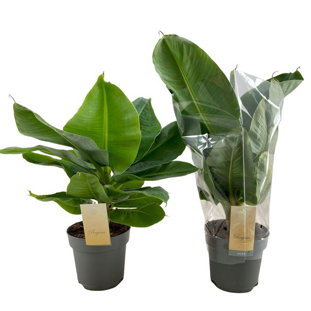 Picture of Musa tropicana