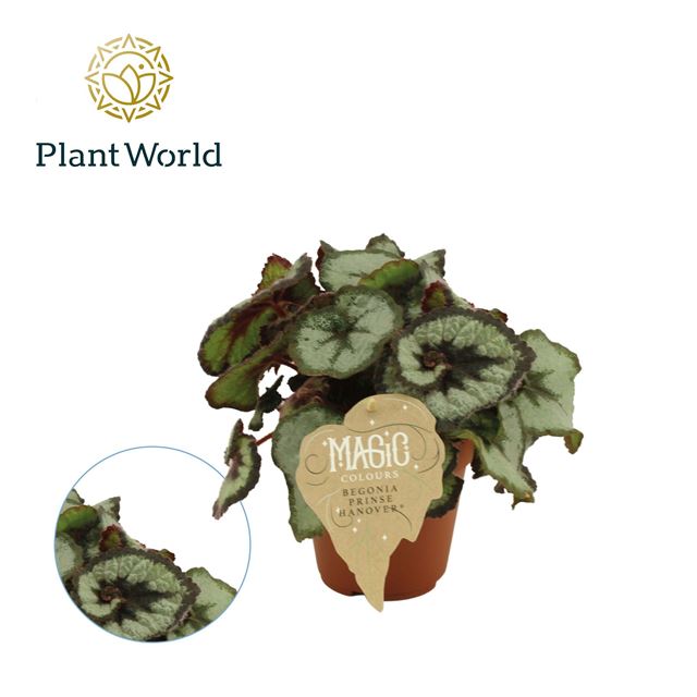 Picture of BEGONIA REX PRINCESS OF HANOVER