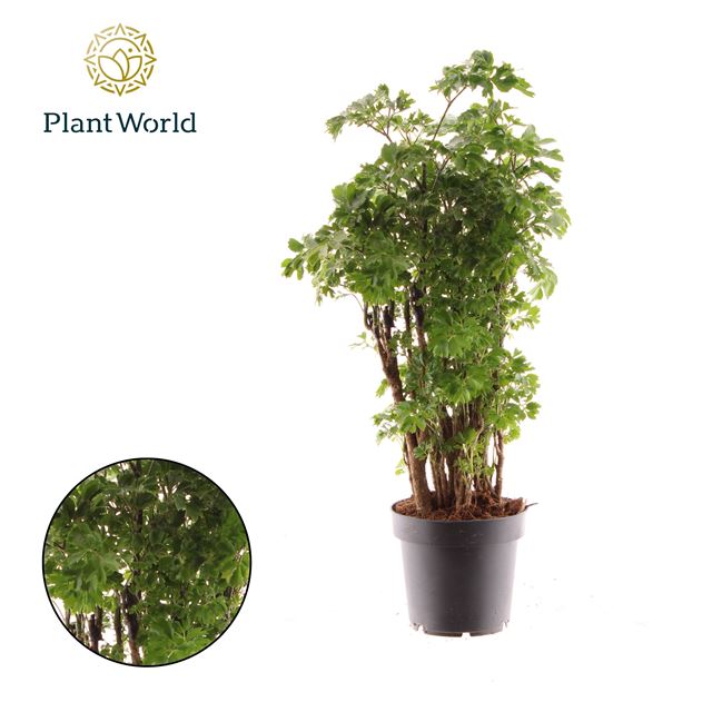 Picture of POLYSCIAS ROBLE