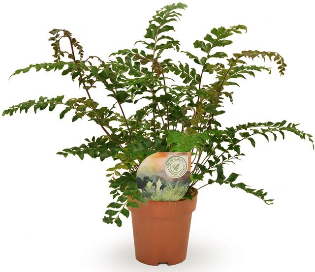 Picture of Didymochlaena truncatula