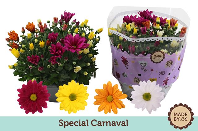 Picture of CHRYSANTHEMUM INDICUM CARNAVAL IN BOWL