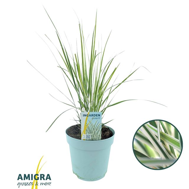 Picture of Calamagrostis acutiflora