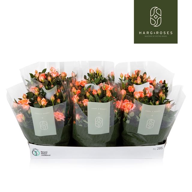 Picture of Rose KORDANA SALMON IN BOWL