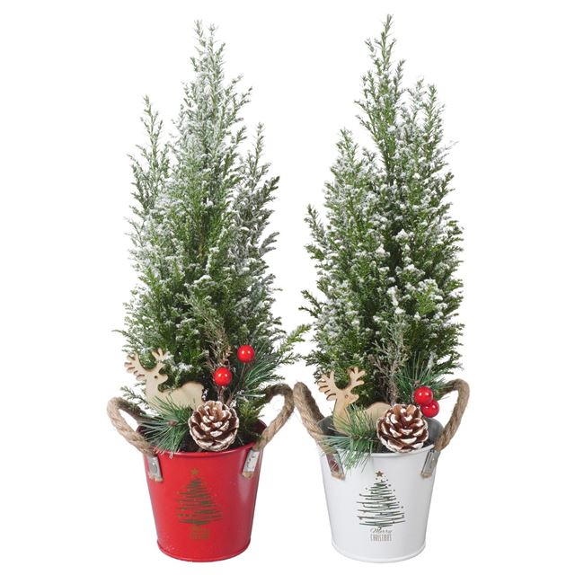 Picture of CHAMAECYPARIS ELWOODI + SNOW IN XMAS ZINC