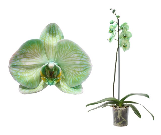 Picture of PHALAENOPSIS 01-STEM 'I AM GREEN'