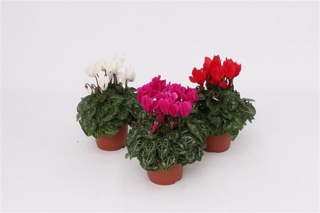 Picture of Cyclamen persicum mini mix