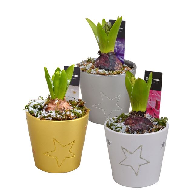 Picture of HYACINTHUS 01BULB SHINY STAR CERAMIC
