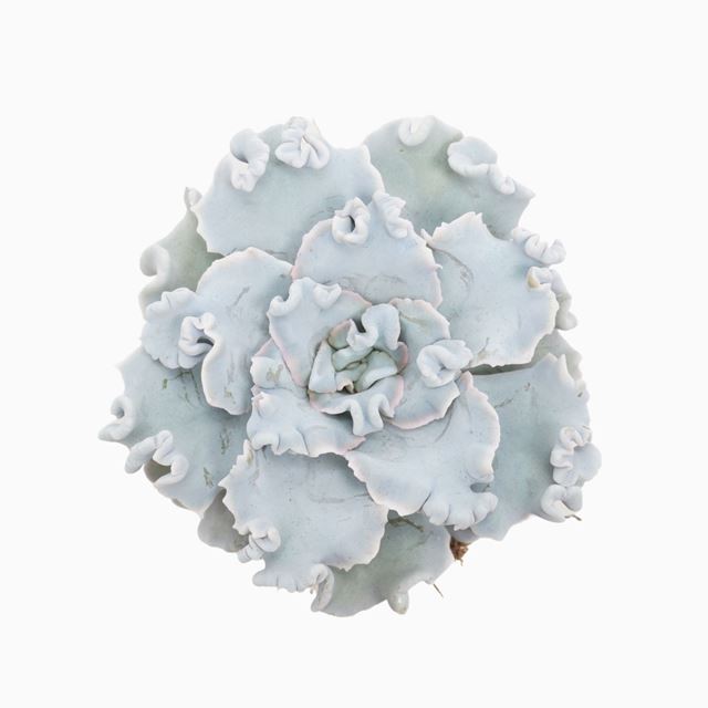 Picture of Echeveria crispy beauty