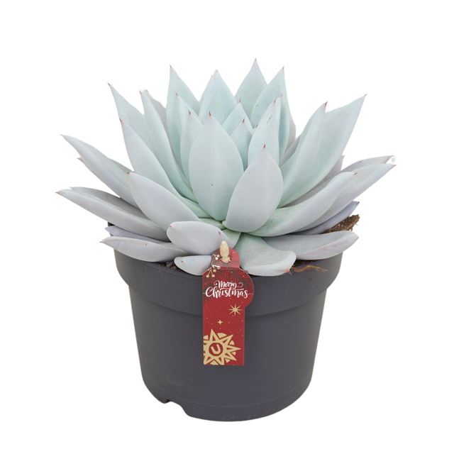 Picture of ECHEVERIA MEXICAN GIANT + XMAS LABEL