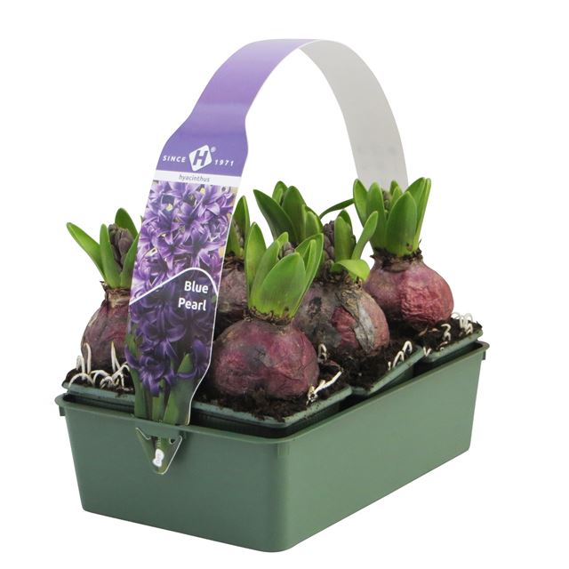 Picture of HYACINTHUS 01BULB BLUE 06-PACK