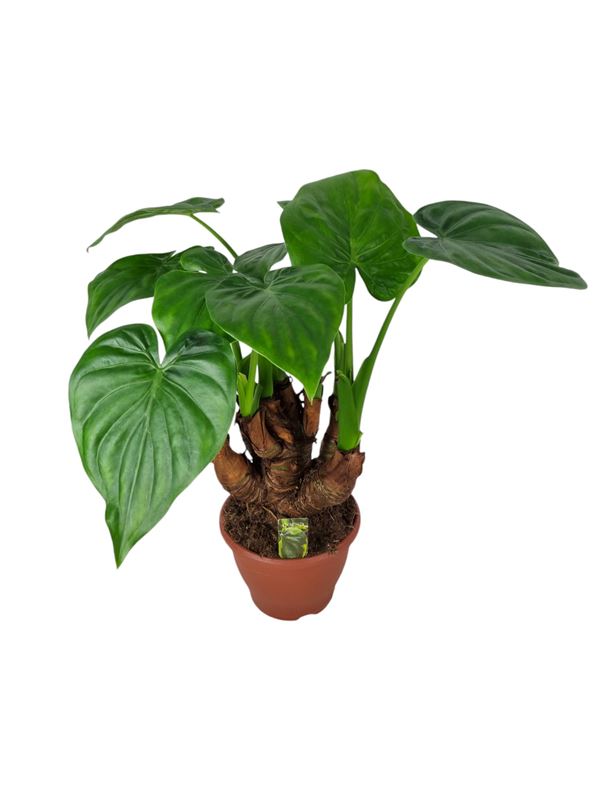 Picture of ALOCASIA MULTITRUNK