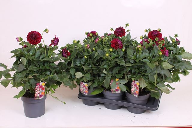 Picture of Dahlia xl purple