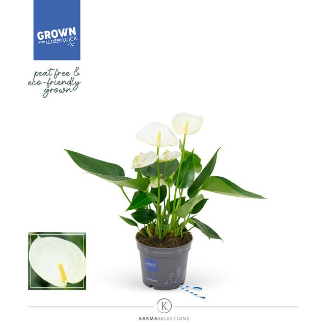 Picture of ANTHURIUM ANDREANUM GRANDI FLORA WHITE