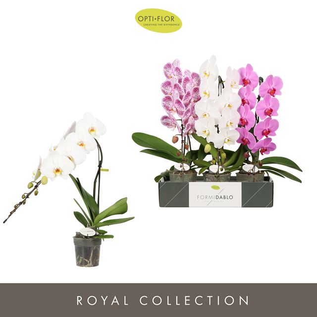 Picture of PHALAENOPSIS 01-STEM FORMIDABLO MIX