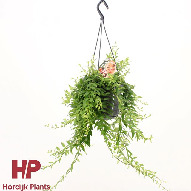 Picture of AESCHYNANTHUS JAPHROLEPIS IN HANGING BASKET