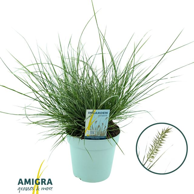 Picture of Pennisetum alopecuroides little honey