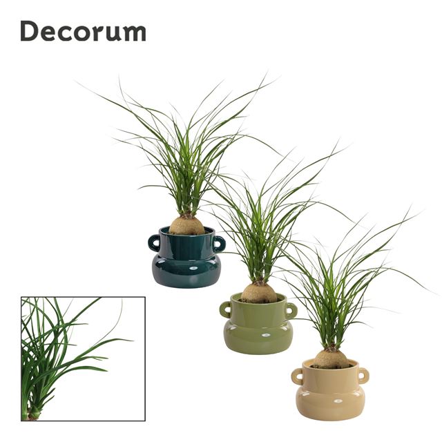 Picture of Beaucarnea ball in ceramic