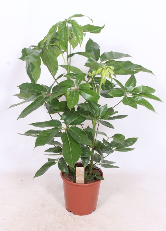 Picture of SCHEFFLERA ACTINOPHYLLUM AMATA 02PP