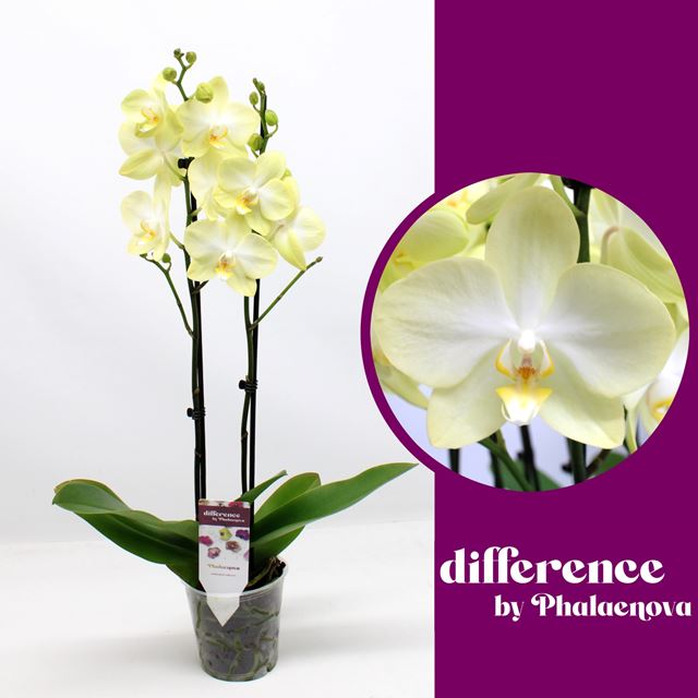 Picture of Phalaenopsis 02-stem amadeus