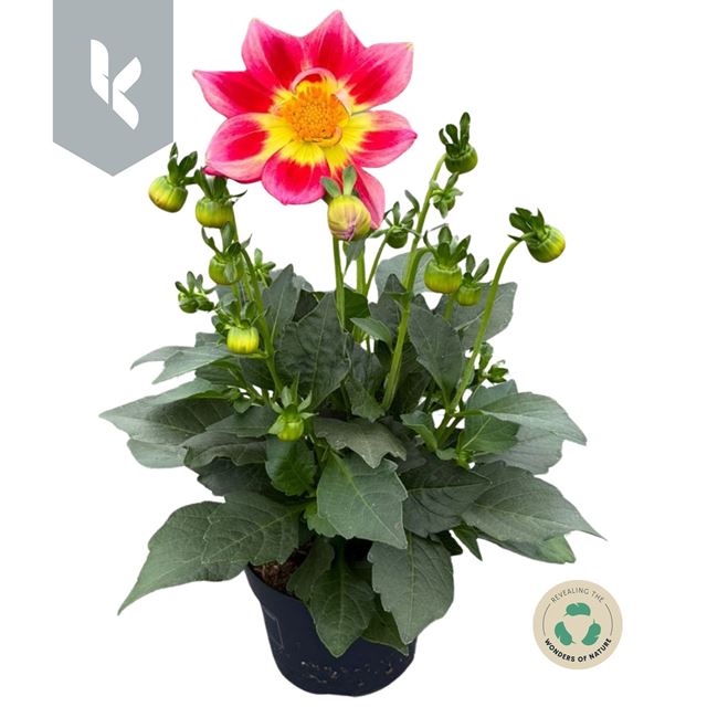 Picture of Dahlia summerbees red bicolor