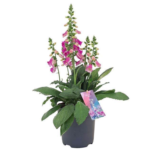Picture of Digitalis purpurea panther
