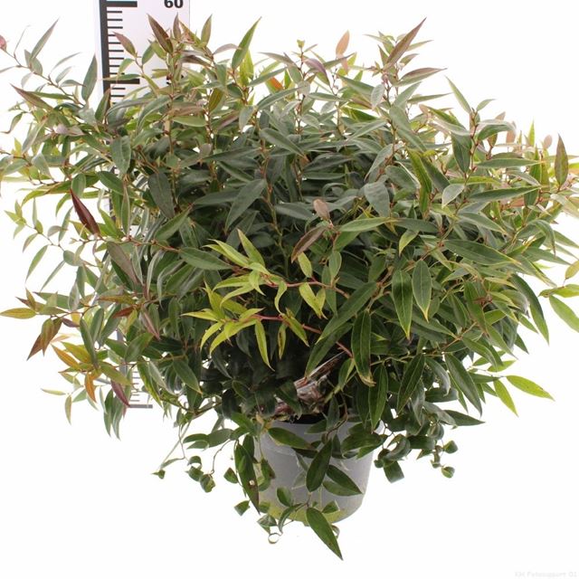 Picture of Leucothoe keiskei burning love