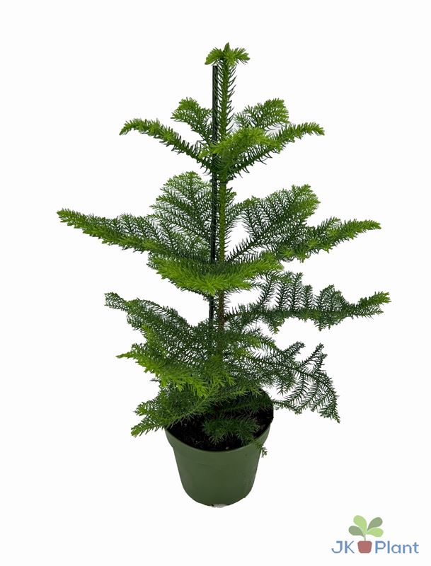 Picture of ARAUCARIA HETEROPHYLLA