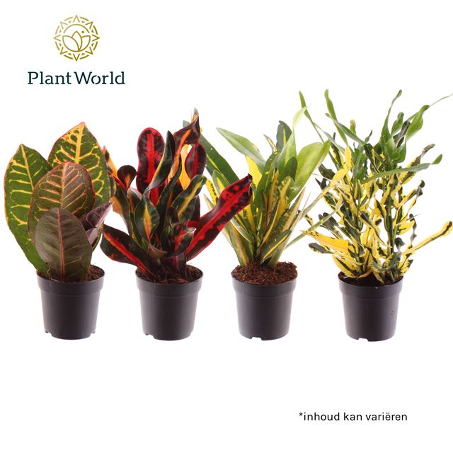 Picture of CODIAEUM MIX