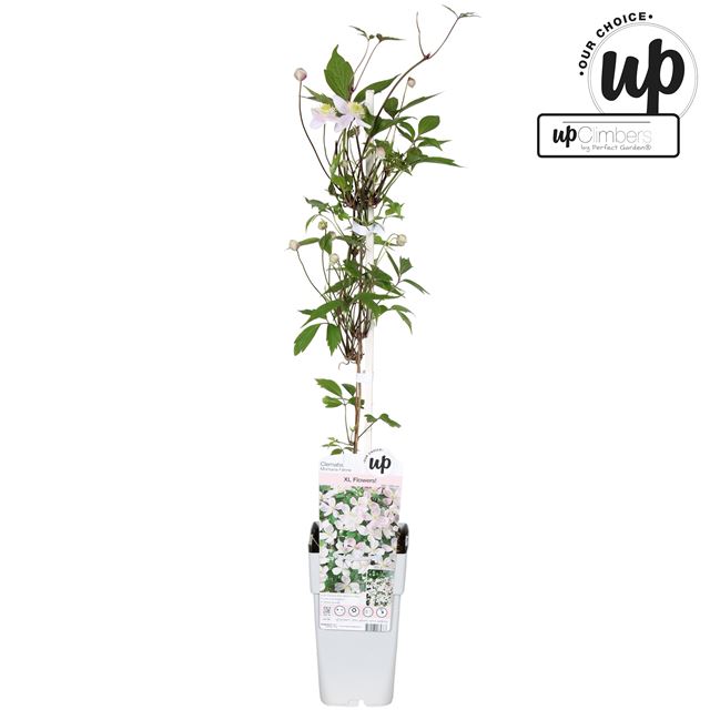 Picture of Clematis montana fenne op wit rek