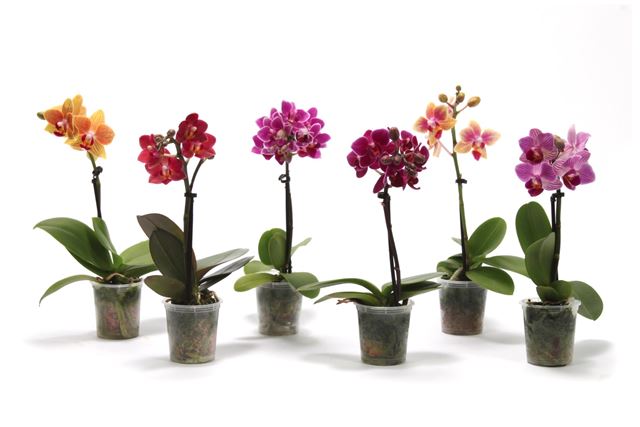 Picture of PHALAENOPSIS 01-STEM MINI MIX