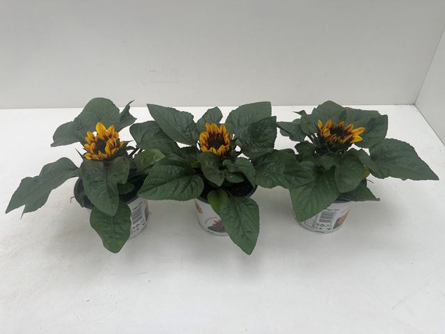 Picture of Helianthus annuus tiger eye